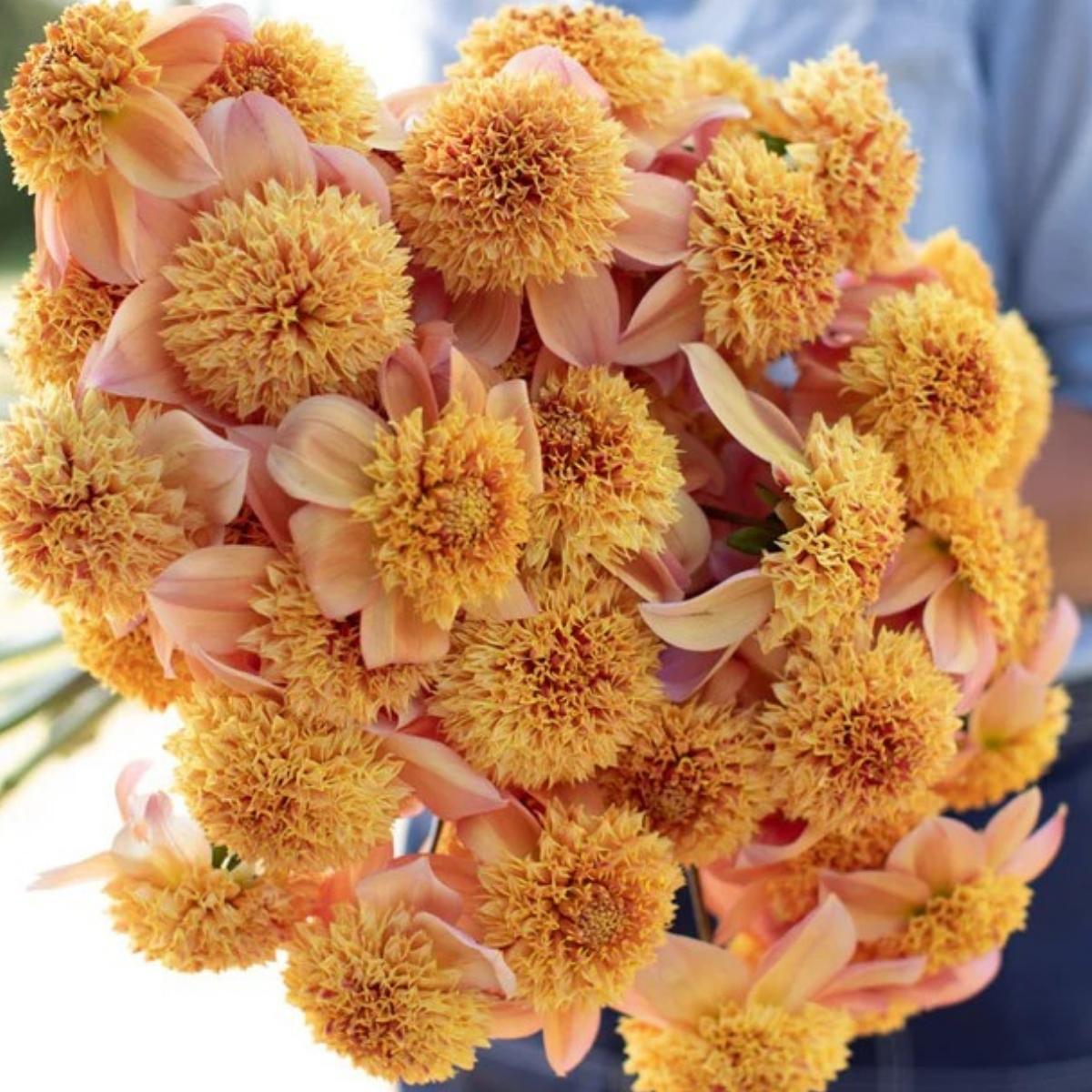 Dahlia Sandia Brocade - Anemone | Leo Berbee Bulb Company